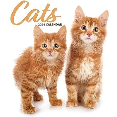 Magnet & Steel Cat Modern Kalender 2024 Magnet & Steel Cat Modern Kalender 2024