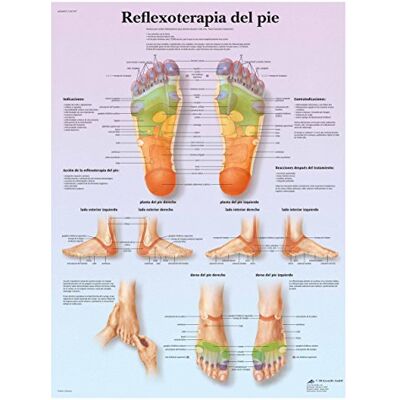 3B Scientific – Laminierte Plantare Reflexzonen Tafel – UV- & Staubgeschütztes Poster für Studium, Lehre & Kliniken 3B Scientific – Laminierte Plantare Reflexzonen Tafel – UV- & Staubgeschütztes Poster für Studium, Lehre & Kliniken