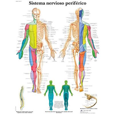 3B Scientific – Laminierte Spinalnerven Tafel – UV- & Staubgeschütztes Anatomieposter für Studium, Lehre & Kliniken 3B Scientific – Laminierte Spinalnerven Tafel – UV- & Staubgeschütztes Anatomieposter für Studium, Lehre & Kliniken