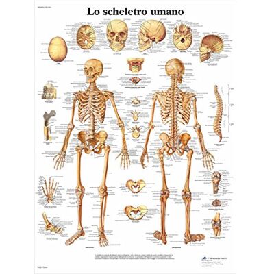 3B Scientific – Laminierte Menschliches Skelett Tafel – UV- & Staubgeschütztes Anatomieposter für Studium, Lehre & Kliniken 3B Scientific – Laminierte Menschliches Skelett Tafel – UV- & Staubgeschütztes Anatomieposter für Studium, Lehre & Kliniken