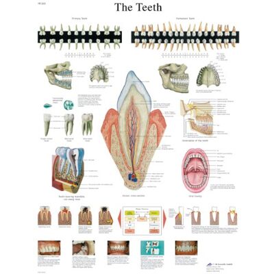 3B Scientific – Laminierte Menschliche Zähne Tafel – UV- & Staubgeschütztes Anatomieposter für Studium, Lehre & Kliniken 3B Scientific – Laminierte Menschliche Zähne Tafel – UV- & Staubgeschütztes Anatomieposter für Studium, Lehre & Kliniken