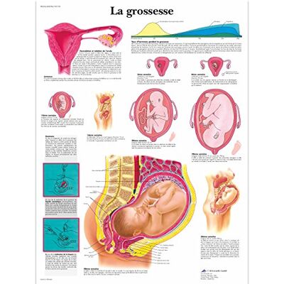 3B Scientific – Laminierte Schwangerschaft Tafel – UV- & Staubgeschütztes Anatomieposter für Studium, Lehre & Kliniken 3B Scientific – Laminierte Schwangerschaft Tafel – UV- & Staubgeschütztes Anatomieposter für Studium, Lehre & Kliniken