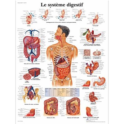 3B Scientific – Laminierte Menschliches Verdauungssystem Tafel – UV- & Staubgeschütztes Anatomieposter für Studium, Lehre & Kliniken 3B Scientific – Laminierte Menschliches Verdauungssystem Tafel – UV- & Staubgeschütztes Anatomieposter für Studium, Lehre & Kliniken
