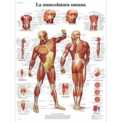 3B Scientific – Laminierte Menschliche Muskulatur Tafel – UV- & Staubgeschütztes Anatomieposter für Studium, Lehre & Kliniken 3B Scientific – Laminierte Menschliche Muskulatur Tafel – UV- & Staubgeschütztes Anatomieposter für Studium, Lehre & Kliniken