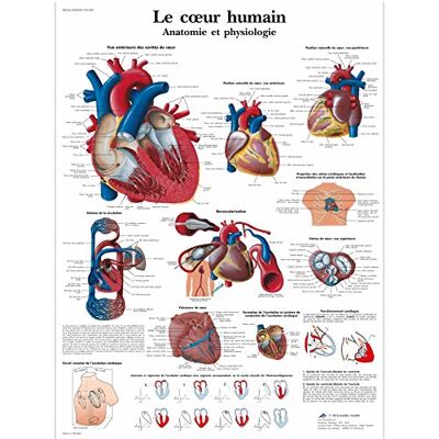 3B Scientific – Laminierte Menschliches Herz Tafel – Anatomie & Physiologie – UV- & Staubgeschütztes Poster für Studium, Lehre & Kliniken 3B Scientific – Laminierte Menschliches Herz Tafel – Anatomie & Physiologie – UV- & Staubgeschütztes Poster für Studium, Lehre & Kliniken