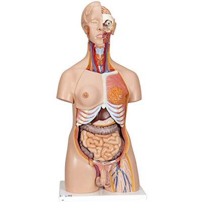 3B Scientific Deluxe-Torso-Modell, in Luxus-Ausführung, zweigeschlechtlich, 24-teilig, inkl. anatomischer Software „3B Smart Anatomy“ (evtl. nicht in deutscher Sprache) 3B Scientific Deluxe-Torso-Modell, in Luxus-Ausführung, zweigeschlechtlich, 24-teilig, inkl. anatomischer Software „3B Smart Anatomy“ (evtl. nicht in deutscher Sprache)