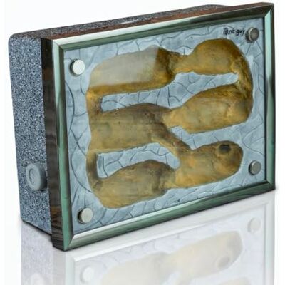 ant guy Formicarium Ameisennest Ameisenfarm ant guy Formicarium Ameisennest Ameisenfarm