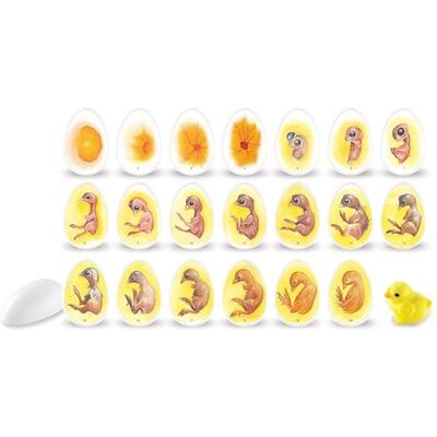 Learning Resources Entdeckerset Chick Life Cycle, Ab 5 Jahren, Lernspiel Vom Ei zum Küken, 21-tägige Entwicklung realistisch beobachten, Spielanleitung inklusive, Kunststoffeier 7 cm Learning Resources Entdeckerset Chick Life Cycle, Ab 5 Jahren, Lernspiel Vom Ei zum Küken, 21-tägige Entwicklung realistisch beobachten, Spielanleitung inklusive, Kunststoffeier 7 cm