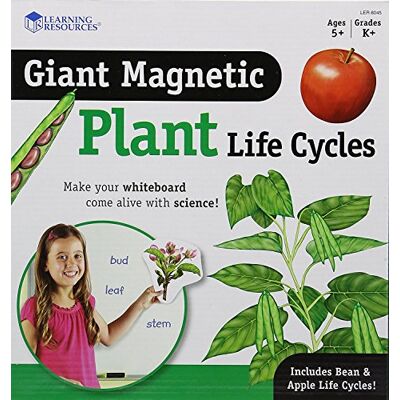 Learning Resources Riesiger magnetischer Lebenszyklus Einer Pflanze Learning Resources Riesiger magnetischer Lebenszyklus Einer Pflanze