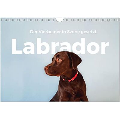 CALVENDO Kalender 2027 · Labrador Der Vierbeiner in Szene gesetzt Erleben Sie die besten Bilder von Labradoren · DIN A4 quer · Wandkalender CALVENDO Kalender 2027 · Labrador Der Vierbeiner in Szene gesetzt Erleben Sie die besten Bilder von Labradoren · DIN A4 quer · Wandkalender