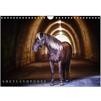 CALVENDO Shetlandpony Kalender (Wandkalender 2026 DIN A4 quer), Monatskalender: Monatskalender, 14 Seiten ( Tiere) CALVENDO Shetlandpony Kalender (Wandkalender 2026 DIN A4 quer), Monatskalender: Monatskalender, 14 Seiten ( Tiere)
