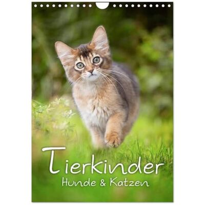 CALVENDO Tierkinder Hunde und Katzen (Wandkalender 2026 DIN A4 hoch), Monatskalender: Schöner Tierkinder Kalender mit Hunde- und Katzenkindern ( Tiere) CALVENDO Tierkinder Hunde und Katzen (Wandkalender 2026 DIN A4 hoch), Monatskalender: Schöner Tierkinder Kalender mit Hunde- und Katzenkindern ( Tiere)