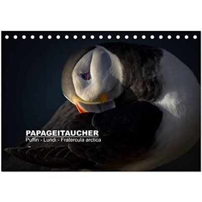CALVENDO Papageitaucher: Puffin Lundi Fratercula arctica (Tischkalender 2026 DIN A5 quer), Monatskalender: Papageitaucher: Fotogene Clowns der Lüfte ( Tiere) CALVENDO Papageitaucher: Puffin Lundi Fratercula arctica (Tischkalender 2026 DIN A5 quer), Monatskalender: Papageitaucher: Fotogene Clowns der Lüfte ( Tiere)