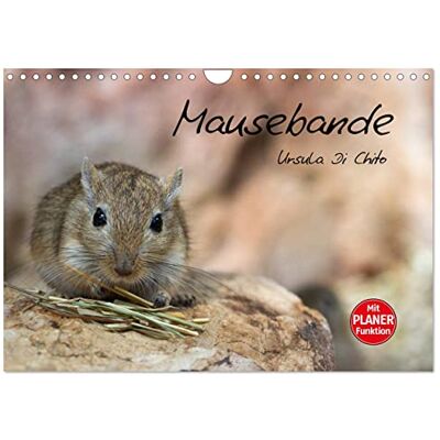 CALVENDO Mausebande (Wandkalender 2026 DIN A4 quer), Monatskalender: Ein Kalender mit kleinen niedlichen Mäusen ( Tiere) CALVENDO Mausebande (Wandkalender 2026 DIN A4 quer), Monatskalender: Ein Kalender mit kleinen niedlichen Mäusen ( Tiere)