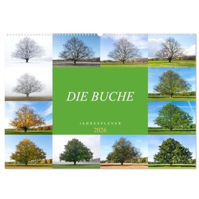 CALVENDO Die Buche: Jahresplaner 2026 (Wandkalender 2026 DIN A2 quer), Monatskalender: Vier Jahreszeiten der Rotbuche ( Natur) CALVENDO Die Buche: Jahresplaner 2026 (Wandkalender 2026 DIN A2 quer), Monatskalender: Vier Jahreszeiten der Rotbuche ( Natur)