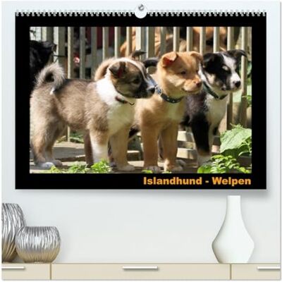 CALVENDO Islandhund Welpen/CH-Version (hochwertiger Premium Wandkalender 2026 DIN A2 quer), Kunstdruck in Hochglanz: Monatskalender mit Fotos von Islandhund-Welpen ( Tiere) CALVENDO Islandhund Welpen/CH-Version (hochwertiger Premium Wandkalender 2026 DIN A2 quer), Kunstdruck in Hochglanz: Monatskalender mit Fotos von Islandhund-Welpen ( Tiere)