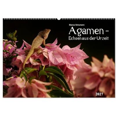 CALVENDO Kalender 2027 · Agamen Echsen aus der Urzeit Aufnahmen kleiner Echsen in ihrem natürlichem Lebensraum · DIN A2 quer · Wandkalender CALVENDO Kalender 2027 · Agamen Echsen aus der Urzeit Aufnahmen kleiner Echsen in ihrem natürlichem Lebensraum · DIN A2 quer · Wandkalender