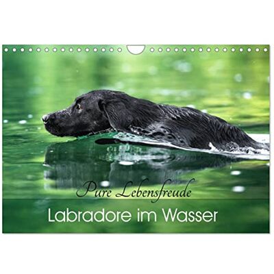 CALVENDO Labradore im Wasser (Wandkalender 2026 DIN A4 quer), Monatskalender: Labbis in ihrem Element! Die Begeisterung dieser Hunde fürs Wasser ist ... den Kalender zum Hingucker. ( Tiere) CALVENDO Labradore im Wasser (Wandkalender 2026 DIN A4 quer), Monatskalender: Labbis in ihrem Element! Die Begeisterung dieser Hunde fürs Wasser ist ... den Kalender zum Hingucker. ( Tiere)