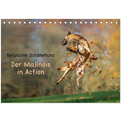 CALVENDO Belgischer Schäferhund Der Malinois in Action (Tischkalender 2026 DIN A5 quer), Monatskalender: Der Kalender für Malinois-Freunde ( Tiere) CALVENDO Belgischer Schäferhund Der Malinois in Action (Tischkalender 2026 DIN A5 quer), Monatskalender: Der Kalender für Malinois-Freunde ( Tiere)