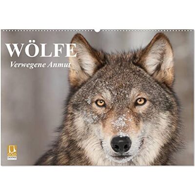 CALVENDO Wölfe. Verwegene Anmut (Wandkalender 2026 DIN A2 quer), Monatskalender: Das faszinierende Wesen zwischen Wahrheit und Märchenwelt ( Tiere) CALVENDO Wölfe. Verwegene Anmut (Wandkalender 2026 DIN A2 quer), Monatskalender: Das faszinierende Wesen zwischen Wahrheit und Märchenwelt ( Tiere)