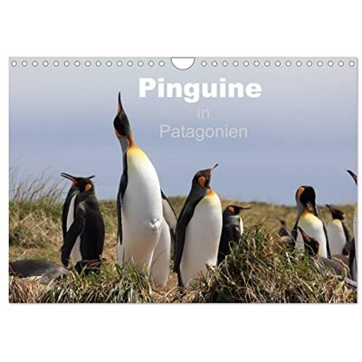 CALVENDO Pinguine in Patagonien (Wandkalender 2026 DIN A4 quer), Monatskalender: Einblicke in das gesellige Leben der Königs- und Magellan-Pinguine in Patagonien ( Tiere) CALVENDO Pinguine in Patagonien (Wandkalender 2026 DIN A4 quer), Monatskalender: Einblicke in das gesellige Leben der Königs- und Magellan-Pinguine in Patagonien ( Tiere)