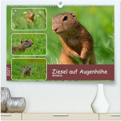 CALVENDO Kalender 2027 · Ziesel auf Augenhöhe Ziesel · Wildlife aus der Bauchlage · DIN A2 quer · Premium Wandkalender CALVENDO Kalender 2027 · Ziesel auf Augenhöhe Ziesel · Wildlife aus der Bauchlage · DIN A2 quer · Premium Wandkalender