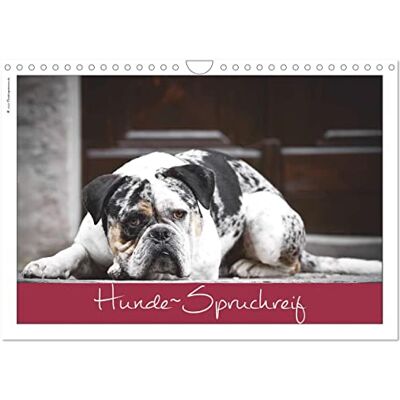 CALVENDO Hunde-Spruchreif (Wandkalender 2026 DIN A4 quer), Monatskalender: Ein Kalender für Hundefreunde ( Tiere) CALVENDO Hunde-Spruchreif (Wandkalender 2026 DIN A4 quer), Monatskalender: Ein Kalender für Hundefreunde ( Tiere)
