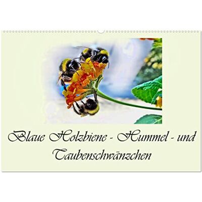 CALVENDO Kalender 2027 · Blaue Holzbiene – Hummel – und Taubenschwänzchen Planer · Kleine Blumen Besucher, zu unseren großen Freude · DIN A2 quer · Wandkalender CALVENDO Kalender 2027 · Blaue Holzbiene – Hummel – und Taubenschwänzchen Planer · Kleine Blumen Besucher, zu unseren großen Freude · DIN A2 quer · Wandkalender
