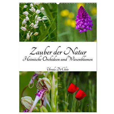 CALVENDO Kalender 2027 · Zauber der Natur Heimische Orchideen und Wiesenblumen Wildwachsende Orchideen auf selten gewordenen Wildwiesen · DIN A2 hoch · Wandkalender CALVENDO Kalender 2027 · Zauber der Natur Heimische Orchideen und Wiesenblumen Wildwachsende Orchideen auf selten gewordenen Wildwiesen · DIN A2 hoch · Wandkalender