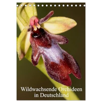 CALVENDO Wildwachsende Orchideen in Deutschland (Tischkalender 2026 DIN A5 hoch), Monatskalender: Einheimische Orchideen werden in meinem Kalender vorgestellt ( Natur) CALVENDO Wildwachsende Orchideen in Deutschland (Tischkalender 2026 DIN A5 hoch), Monatskalender: Einheimische Orchideen werden in meinem Kalender vorgestellt ( Natur)