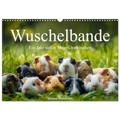 CALVENDO Wuschelbande Ein Jahr voller Meerschweinchen (Wandkalender 2026 DIN A3 quer), Monatskalender: Der ultimative Meerschweinchen Kalender! Hol ihn dir! ( Tiere) CALVENDO Wuschelbande Ein Jahr voller Meerschweinchen (Wandkalender 2026 DIN A3 quer), Monatskalender: Der ultimative Meerschweinchen Kalender! Hol ihn dir! ( Tiere)