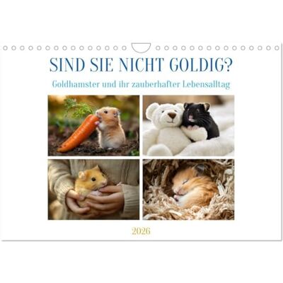 CALVENDO Sind sie nicht goldig? (Wandkalender 2026 DIN A4 quer), Monatskalender: Fluffige Momente mit Goldhamstern ( Tiere) CALVENDO Sind sie nicht goldig? (Wandkalender 2026 DIN A4 quer), Monatskalender: Fluffige Momente mit Goldhamstern ( Tiere)