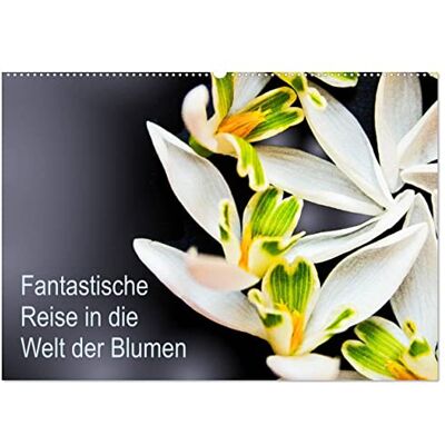 CALVENDO Fantastische Reise in die Welt der Blumen (Wandkalender 2026 DIN A2 quer), Monatskalender: perfekter Jahresbegleiter für Liebhaber einheimischer Blumen ( Natur) CALVENDO Fantastische Reise in die Welt der Blumen (Wandkalender 2026 DIN A2 quer), Monatskalender: perfekter Jahresbegleiter für Liebhaber einheimischer Blumen ( Natur)
