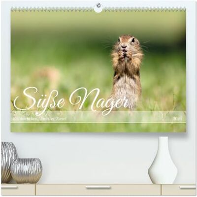 CALVENDO Süße Nager (hochwertiger Premium Wandkalender 2026 DIN A2 quer), Kunstdruck in Hochglanz: Entdecke die faszinierende Welt der kleinen Nager mit unserem einzigartigen Kalender! ( Tiere) CALVENDO Süße Nager (hochwertiger Premium Wandkalender 2026 DIN A2 quer), Kunstdruck in Hochglanz: Entdecke die faszinierende Welt der kleinen Nager mit unserem einzigartigen Kalender! ( Tiere)
