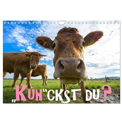 CALVENDO Kuhckst du? (Wandkalender 2026 DIN A4 quer), Monatskalender: Ein Kalender für alle Kuhliebhaber und Tierfreunde. ( Tiere) CALVENDO Kuhckst du? (Wandkalender 2026 DIN A4 quer), Monatskalender: Ein Kalender für alle Kuhliebhaber und Tierfreunde. ( Tiere)