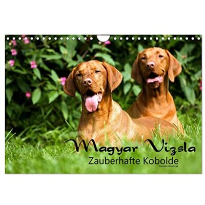 CALVENDO Magyar Vizsla Zauberhafte Kobolde (Wandkalender 2026 DIN A4 quer), Monatskalender: Magyar Vizsla Zauberhafte Kobolde ein Kalender der besonderen Art dieser Rasse. ( Tiere) CALVENDO Magyar Vizsla Zauberhafte Kobolde (Wandkalender 2026 DIN A4 quer), Monatskalender: Magyar Vizsla Zauberhafte Kobolde ein Kalender der besonderen Art dieser Rasse. ( Tiere)