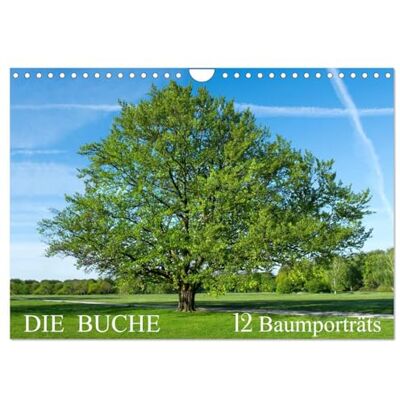 CALVENDO Die Buche: 12 Baumporträts (Wandkalender 2026 DIN A4 quer), Monatskalender: Die Rotbuche im Wandel der Jahreszeiten ( Natur) CALVENDO Die Buche: 12 Baumporträts (Wandkalender 2026 DIN A4 quer), Monatskalender: Die Rotbuche im Wandel der Jahreszeiten ( Natur)