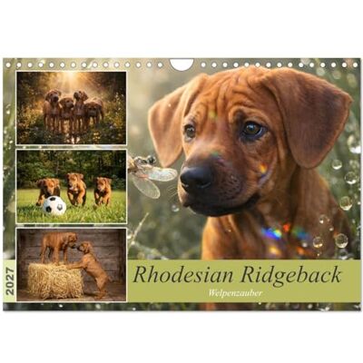 CALVENDO Rhodesian Ridgeback Welpenzauber (Wandkalender 2027 DIN A4 quer), Monatskalender: Ein Jahr voller unvergesslicher Welpenmomente ( Tiere) CALVENDO Rhodesian Ridgeback Welpenzauber (Wandkalender 2027 DIN A4 quer), Monatskalender: Ein Jahr voller unvergesslicher Welpenmomente ( Tiere)