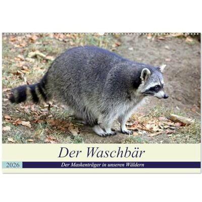 CALVENDO Der Waschbär Der Maskenträger in unseren Wäldern (Wandkalender 2026 DIN A2 quer), Monatskalender: Der nachtaktive Kobold ist auch in unseren Wäldern weit verbreitet. ( Tiere) CALVENDO Der Waschbär Der Maskenträger in unseren Wäldern (Wandkalender 2026 DIN A2 quer), Monatskalender: Der nachtaktive Kobold ist auch in unseren Wäldern weit verbreitet. ( Tiere)