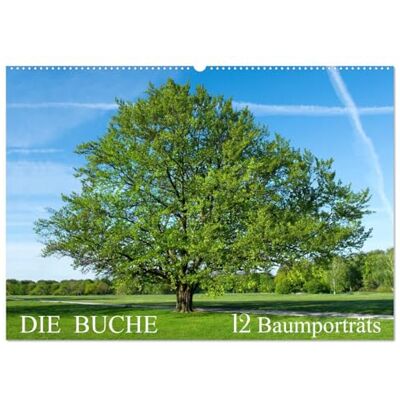 CALVENDO Die Buche: 12 Baumporträts (Wandkalender 2026 DIN A2 quer), Monatskalender: Die Rotbuche im Wandel der Jahreszeiten ( Natur) CALVENDO Die Buche: 12 Baumporträts (Wandkalender 2026 DIN A2 quer), Monatskalender: Die Rotbuche im Wandel der Jahreszeiten ( Natur)