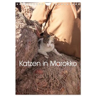 CALVENDO Katzen in Marokko (Wandkalender 2026 DIN A4 hoch), Monatskalender: Wunderschöne Aufnahmen von Katzen in Marokko ( Tiere) CALVENDO Katzen in Marokko (Wandkalender 2026 DIN A4 hoch), Monatskalender: Wunderschöne Aufnahmen von Katzen in Marokko ( Tiere)