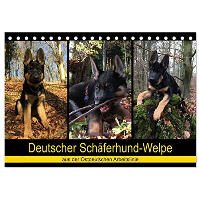 CALVENDO Deutscher Schäferhund-Welpe aus der Ostdeutschen Arbeitslinie (Tischkalender 2026 DIN A5 quer), Monatskalender: Dieser tierische Kalender ... Weg des Erwachsen-Werdens. ( Tiere) CALVENDO Deutscher Schäferhund-Welpe aus der Ostdeutschen Arbeitslinie (Tischkalender 2026 DIN A5 quer), Monatskalender: Dieser tierische Kalender ... Weg des Erwachsen-Werdens. ( Tiere)