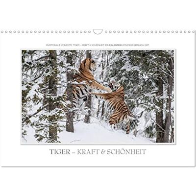 CALVENDO Emotionale Momente: Tiger Kraft & Schönheit. / CH-Version (Wandkalender 2026 DIN A3 quer), Monatskalender: Ingo Gerlach GDT hat die ... Kalender zusammengestellt. ( Tiere) CALVENDO Emotionale Momente: Tiger Kraft & Schönheit. / CH-Version (Wandkalender 2026 DIN A3 quer), Monatskalender: Ingo Gerlach GDT hat die ... Kalender zusammengestellt. ( Tiere)