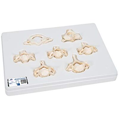 3B Scientific Menschliche Anatomie Set mit 7 BONElike™ Halswirbelmodellen + kostenlose Anatomie App 3B Smart Anatomy 3B Scientific Menschliche Anatomie Set mit 7 BONElike™ Halswirbelmodellen + kostenlose Anatomie App 3B Smart Anatomy