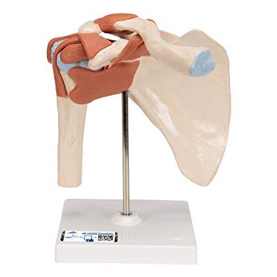 3B Scientific ® Funktionales Schultergelenkmodell – Luxus lebensgroßes Schultermodell mit Bändern, zeigt natürliche Bewegungen + 3B Smart Anatomy App 3B Scientific ® Funktionales Schultergelenkmodell – Luxus lebensgroßes Schultermodell mit Bändern, zeigt natürliche Bewegungen + 3B Smart Anatomy App