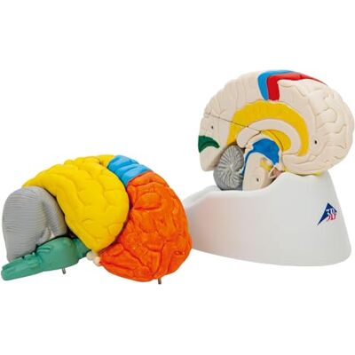 3B Scientific Menschliche Anatomie Hirnfunktionen-Modell, 8-teilig + kostenloser Anatomiesoftware 3B Smart Anatomy, C22 3B Scientific Menschliche Anatomie Hirnfunktionen-Modell, 8-teilig + kostenloser Anatomiesoftware 3B Smart Anatomy, C22