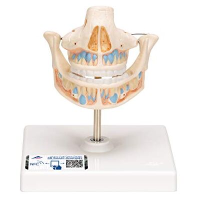 3B Scientific Menschliche Anatomie Milchgebiss 3B Scientific Menschliche Anatomie Milchgebiss