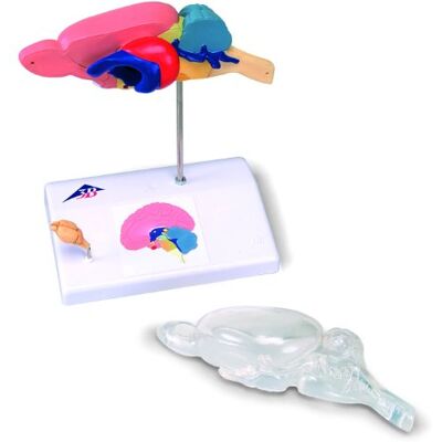 3B Scientific Rattengehirn, vergleichendes Anatomiemodell, 3B Smart Anatomy, C29 3B Scientific Rattengehirn, vergleichendes Anatomiemodell, 3B Smart Anatomy, C29