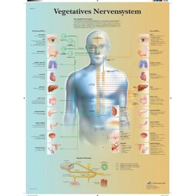 3B Scientific Lehrtafel Vegetatives Nervensystem 3B Scientific Lehrtafel Vegetatives Nervensystem