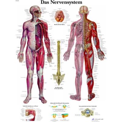 3B Scientific Lehrtafel Das Nervensystem, VR0620UU 3B Scientific Lehrtafel Das Nervensystem, VR0620UU